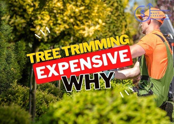 is tree trimming so expensive