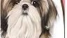 Top 10 best Most Expensive Shih Tzu Colors review