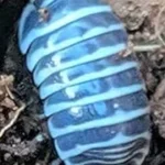 Top Rated 10 Most Expensive Isopod