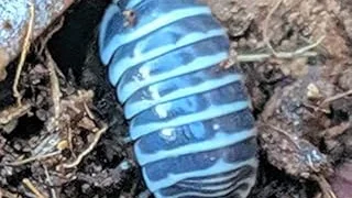Top Rated 10 Most Expensive Isopod