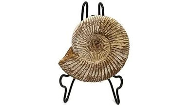 Top 10 Most Expensive Ammonite Fossil