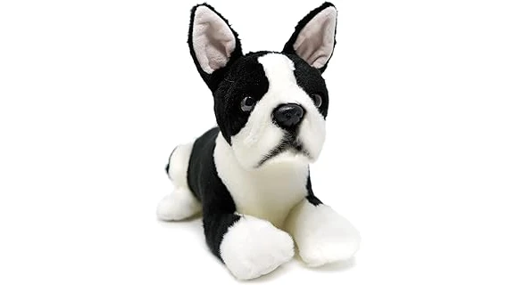 Top 10 Most Expensive Boston Terriers