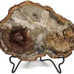 The image shows a stunning, polished piece of petrified wood, likely among the most expensive types.