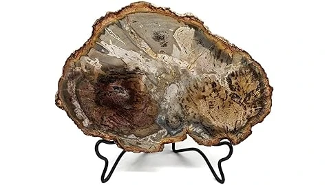 The image shows a stunning, polished piece of petrified wood, likely among the most expensive types.