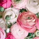 The image shows a vibrant bouquet of premium ranunculus flowers, highlighting their luxurious beauty.