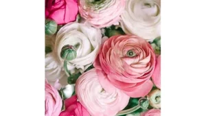 The image shows a vibrant bouquet of premium ranunculus flowers, highlighting their luxurious beauty.