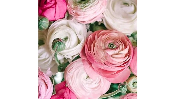 The image shows a vibrant bouquet of premium ranunculus flowers, highlighting their luxurious beauty.