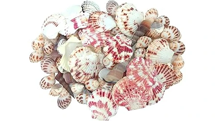 The image shows a rare, intricate nautilus shell, a highlight of the Top 10 Most Expensive Sea Shell list.
