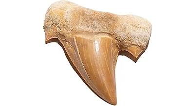 The image shows a very large, ancient Megalodon shark tooth, likely a contender for a most expensive listing.