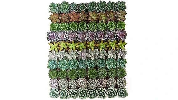 The image shows a rare and stunning succulent, likely among the top 10 most expensive.